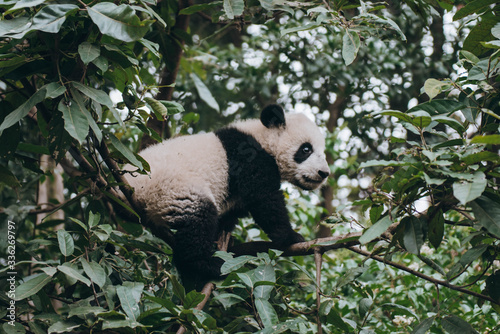 giant panda baby climbing in trees