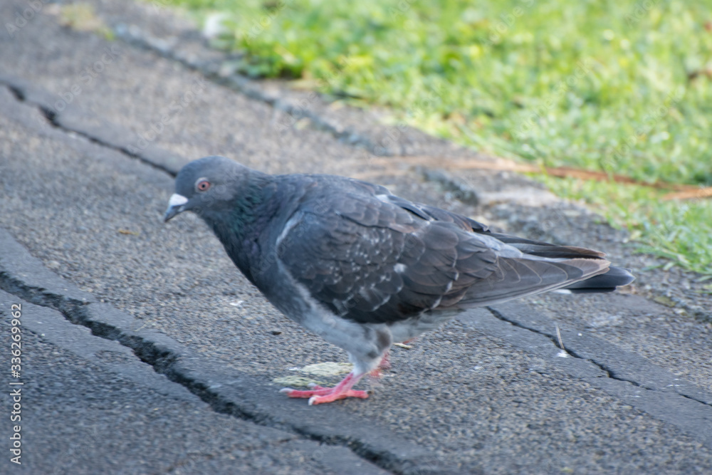 Obraz premium pigeon on the ground