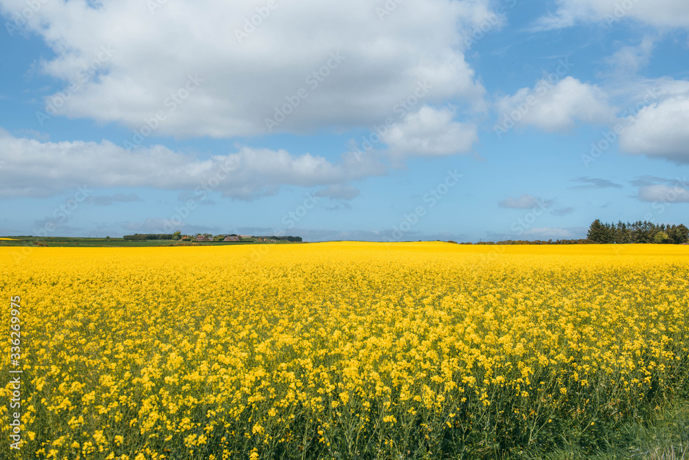 Field of yellow flowers with blue sky and white clouds
