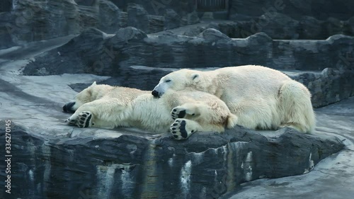 Two polar bears lie side by side on top of each other on a rock