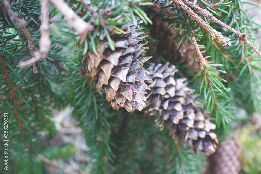 Pitch Pine trees with fresh brown pine cones and green pine needles. Pitch Pine trees with fresh brown pine cones and green pine needles.