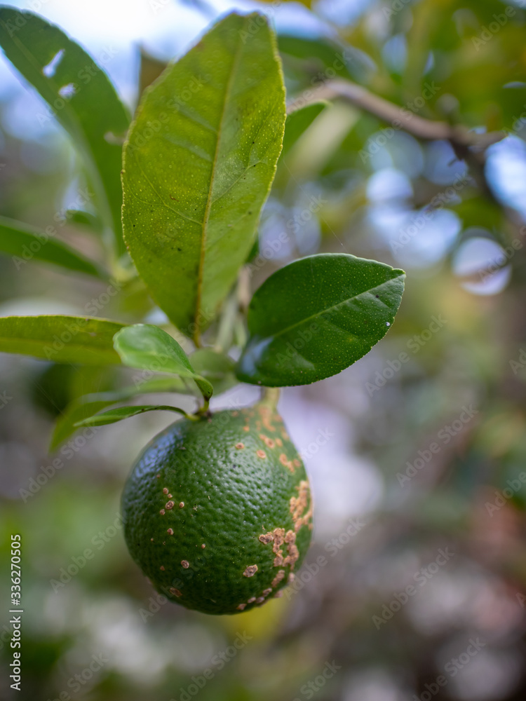 The lemon in the lemon tree, Areal, Rio de Janeiro, Brazil The lemon in the lemon tree, Areal, Rio de Janeiro, Brazil