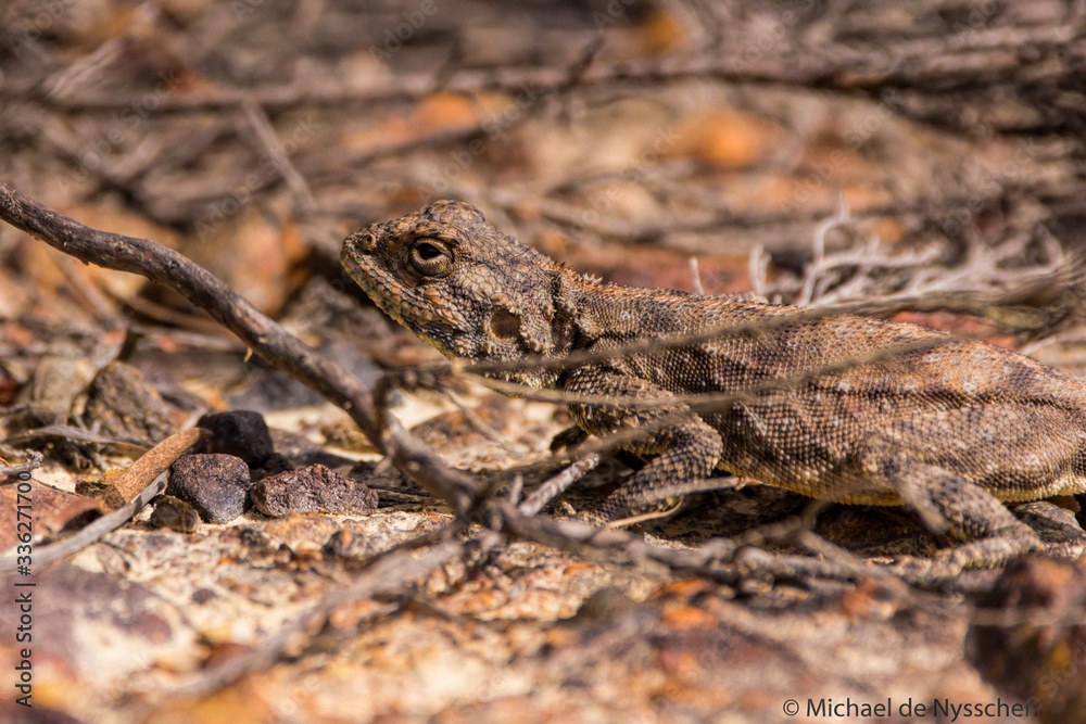 Fototapeta premium Rock agama camouflaged on ground