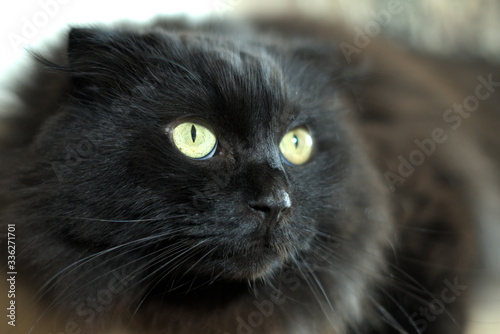 Fototapeta Naklejka Na Ścianę i Meble -  A black ruffed cat with green eyes looks viciously and menacingly