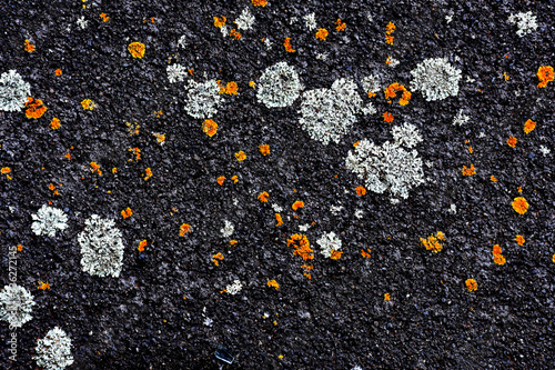 Asphalt flowers