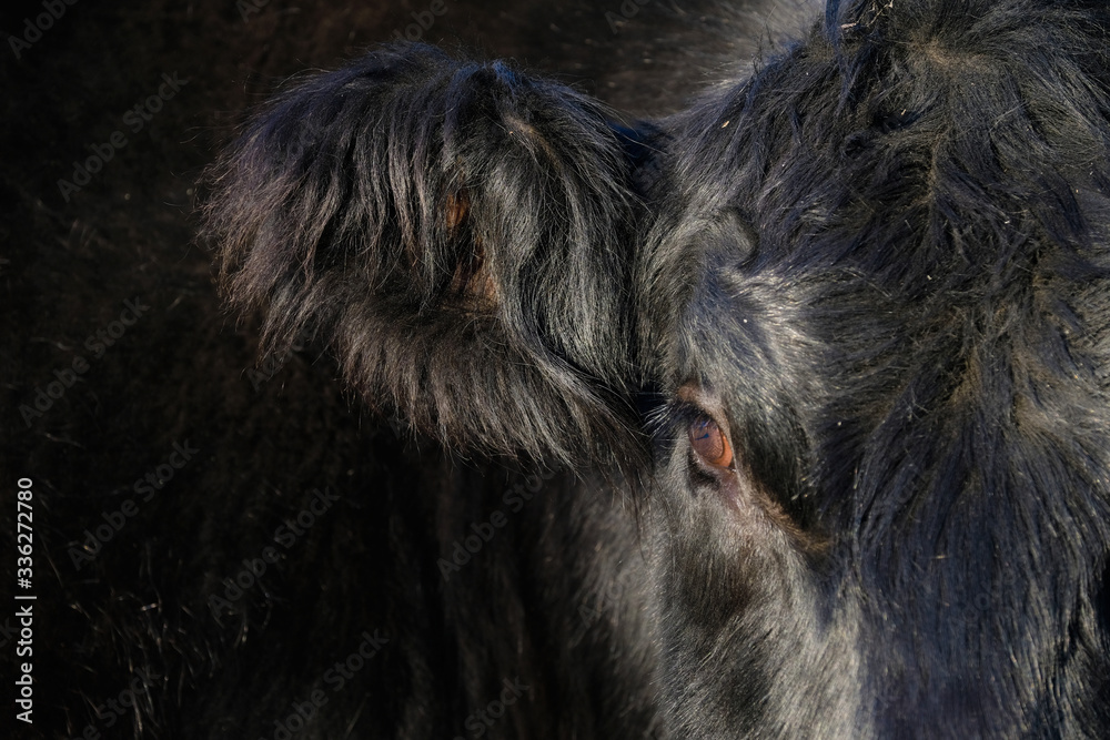 Black Belted Galloway cow long ear hair close up Black Belted Galloway cow long ear hair close up