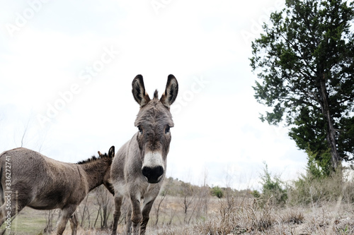 Canvas Print Cute miniature donkeys in rural farm field close up, copy space on background