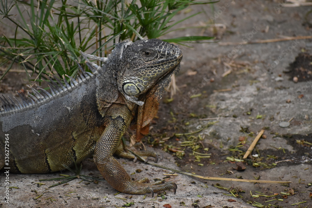 Iguana Iguana