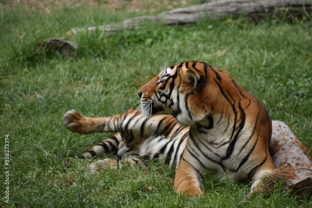 Obraz premium Tigre descansando