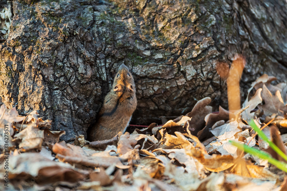 Mouse in early spring near the mink under the oak. Mouse in early spring near the mink under the oak.