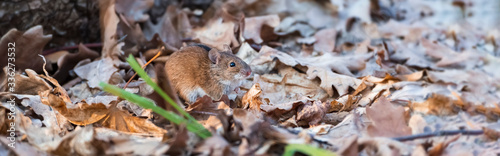 Mouse in early spring near a mink in the foliage looking for food