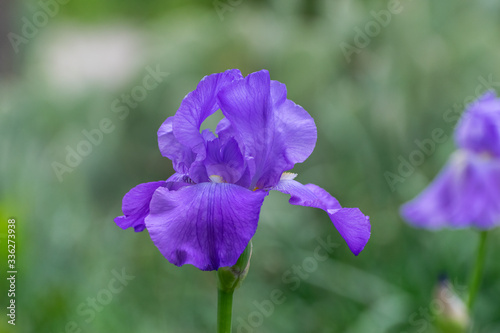 Purple Bearded Iris flower blooming in garden photo