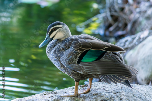 Pacific black duck
