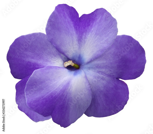 watercolor violets flower  purple. Flower isolated on a white background. No shadows with clipping path. Close-up. Nature. © nadezhda F