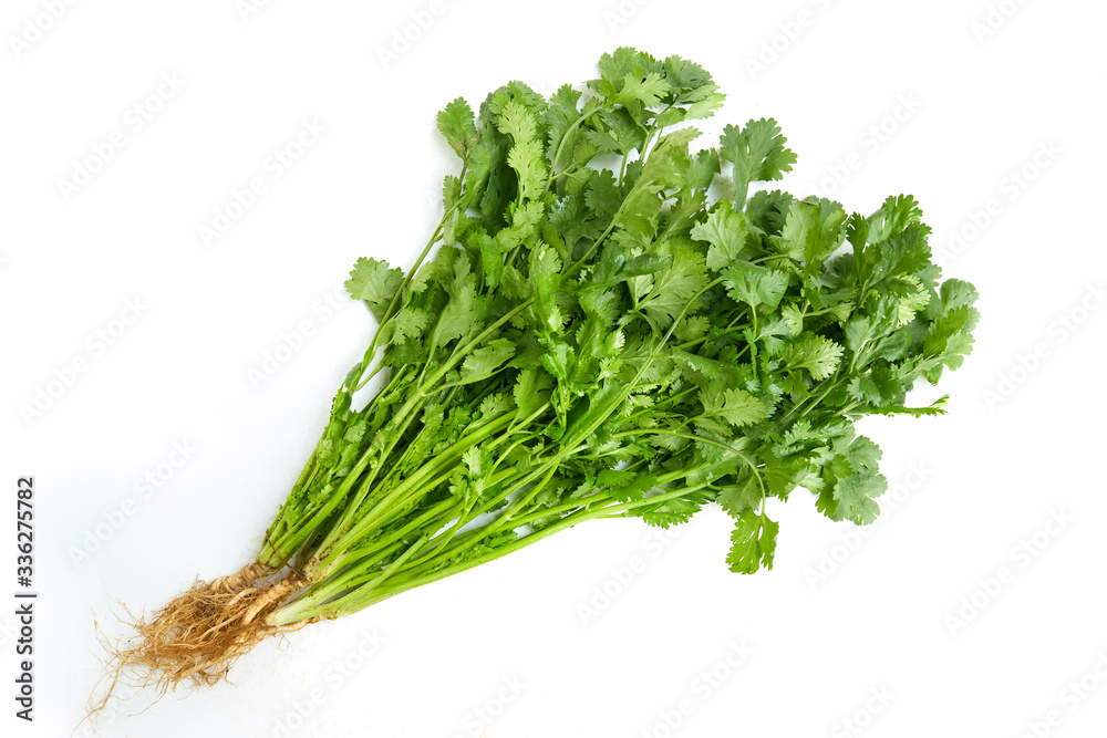 Bunch of fresh coriander leaves isolated on white background Bunch of fresh coriander leaves isolated on white background