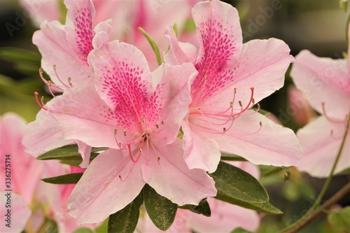 Beautiful Pink Azalea flower blooming in the garden, Spring GA USA.
