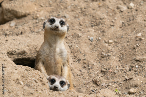 cute meerkat ( Suricata suricatta ) photo