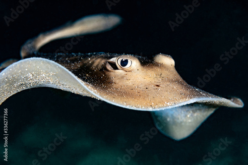 Baby Stingray with Big Eye on Black Background photo