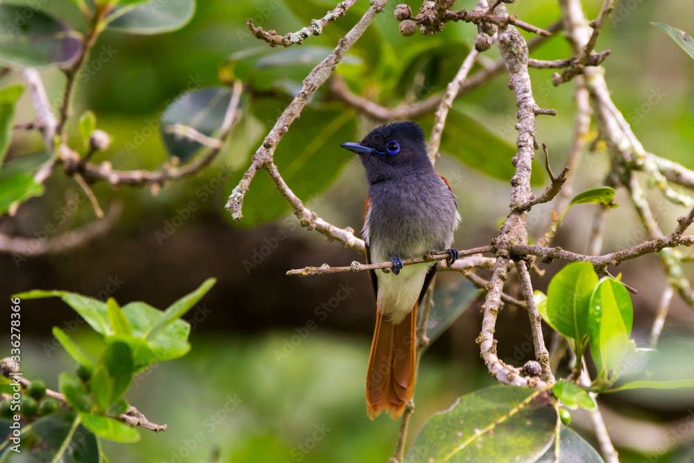 Female African paradise flycatcher perched in tree Female African paradise flycatcher perched in tree