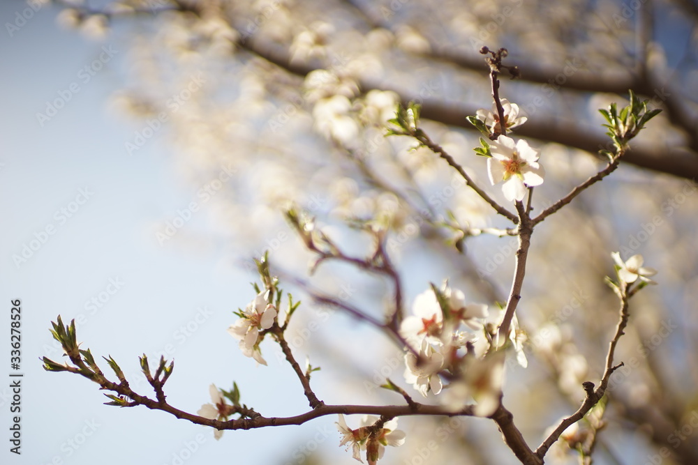 Amond tree with big beautiful white flowers in blue sky. Amond tree with big beautiful white flowers in blue sky.