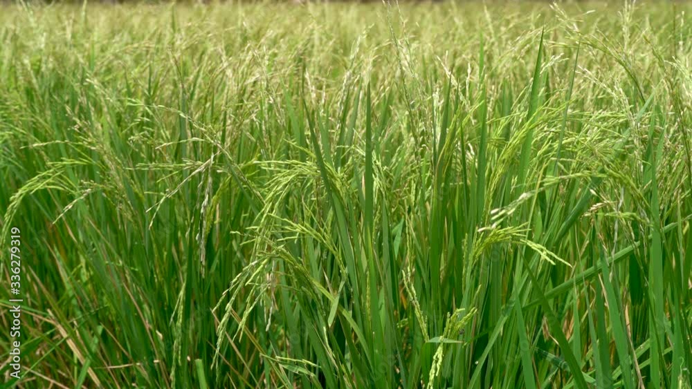 Green Jasmine rice field in Thailand, Ears Of Rice Swaying In The Wind, Young rice sprout ready to growing Green Jasmine rice field in Thailand, Ears Of Rice Swaying In The Wind, Young rice sprout ready to growing