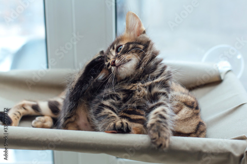 Wallpaper Mural Two cute bengal kittens gold and chorocoal color laying on the cat's window bed playing and fighting. Torontodigital.ca