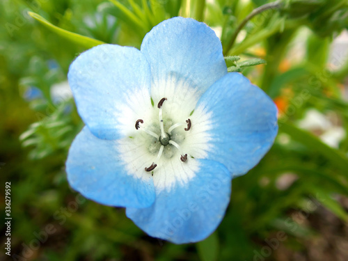 Tokyo,Japan-April 4, 2020: Closeup of Nemophila or baby blue eyes in Tokyo.
