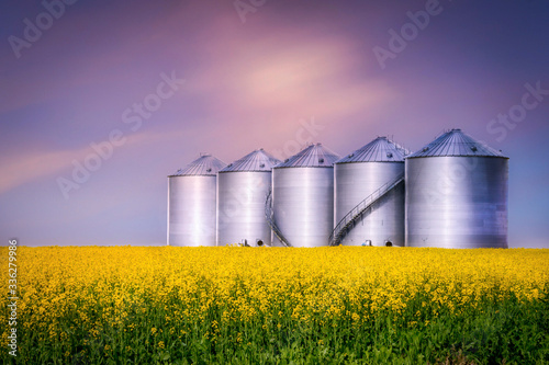 round steel bins sitting in a canola field at evening