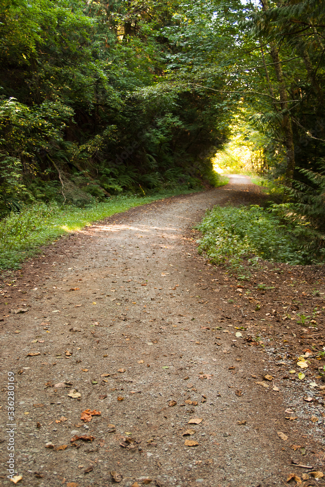 Fototapeta premium Trail through the woods