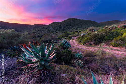 Canvas Print Aloe plant with beautiful sunset