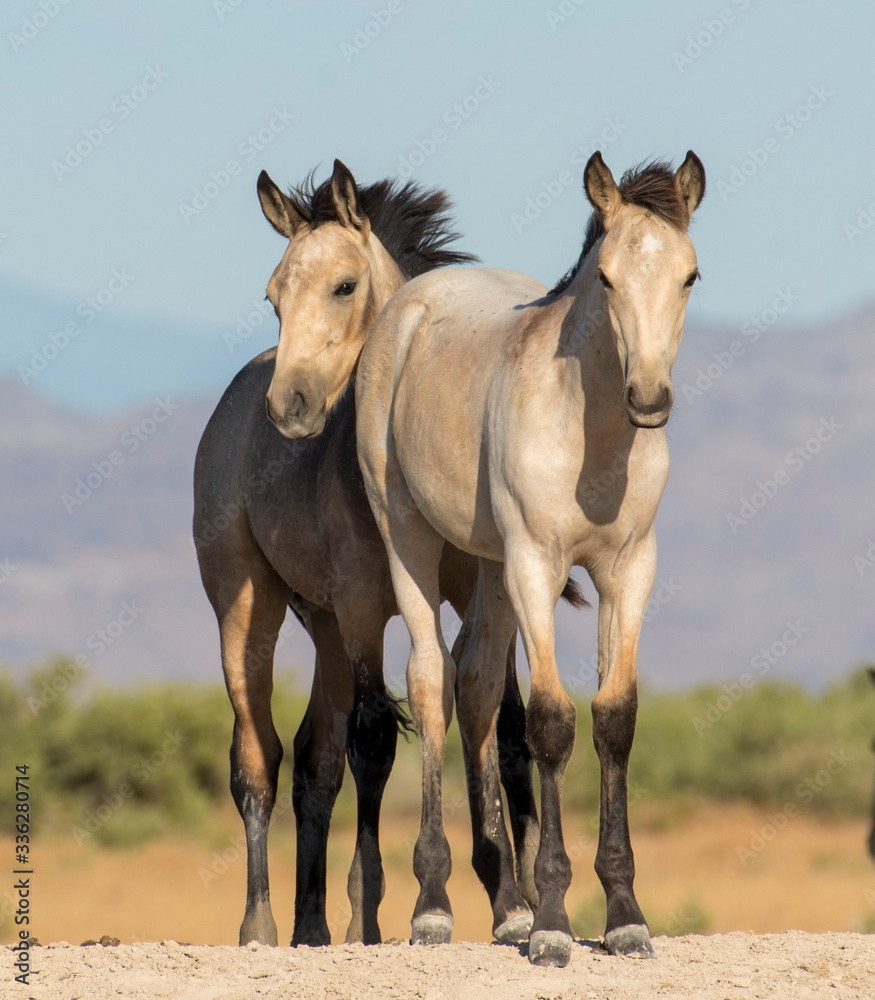 Fototapeta premium Wild horse foals