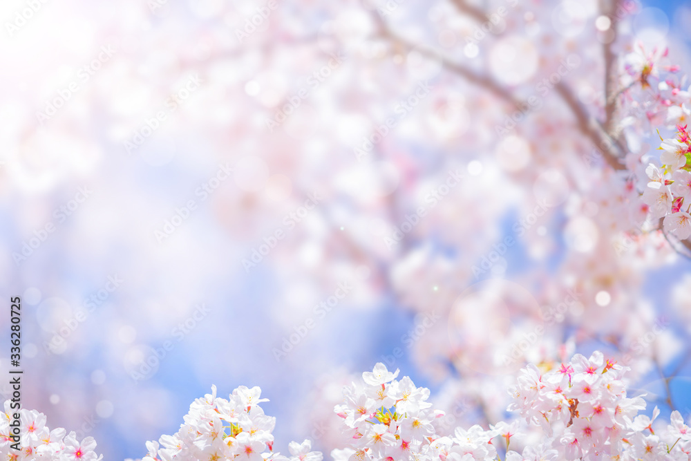 Cherry blossom  flower in spring for background or copy space for text