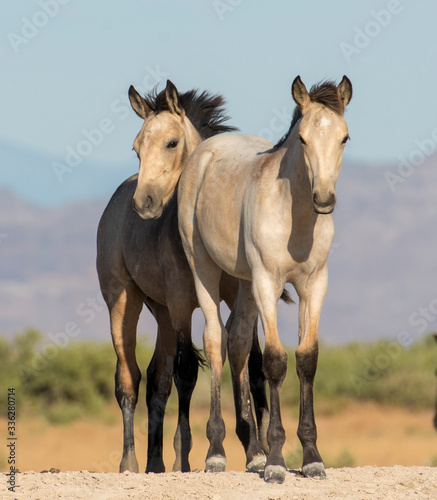 Wild horse foals