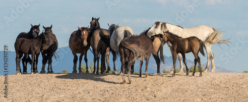 Fototapeta Naklejka Na Ścianę i Meble -  Wild horses at rest