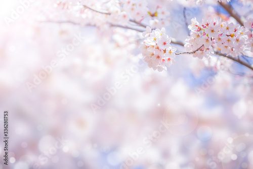 Foto Cherry blossom  flower in spring for background or copy space for text
