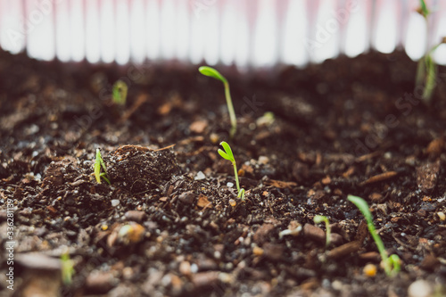 close-up of herbs seedlings indoor in trays