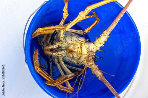 Crab in a blue bucket. A li...
