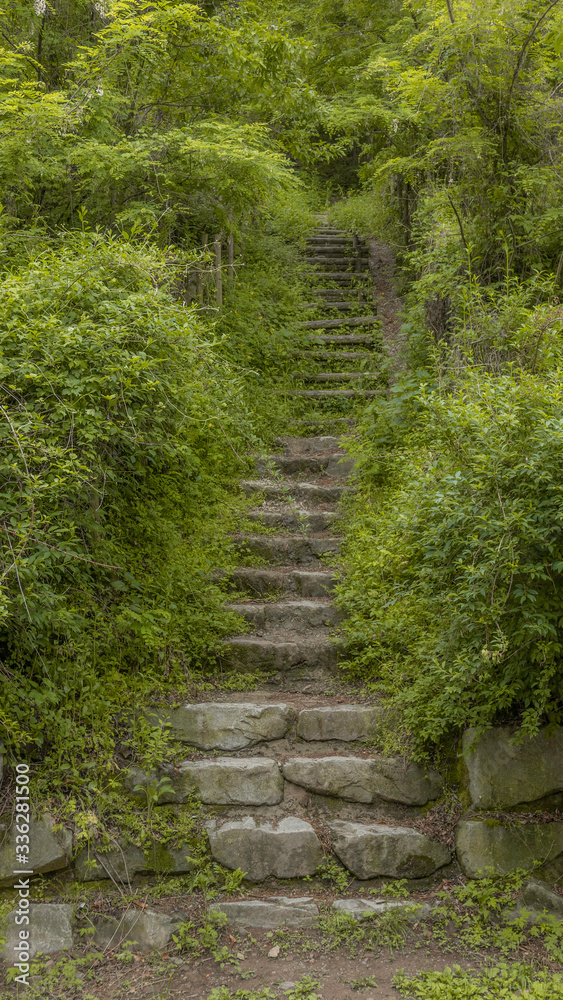 A forest staircase