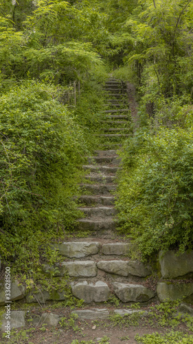 A forest staircase