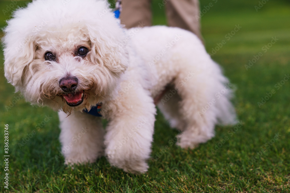 dog on leash