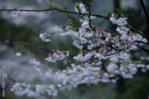 3月の雪桜 © Marmon