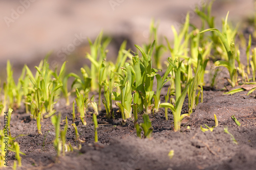 green sprouts on the ground