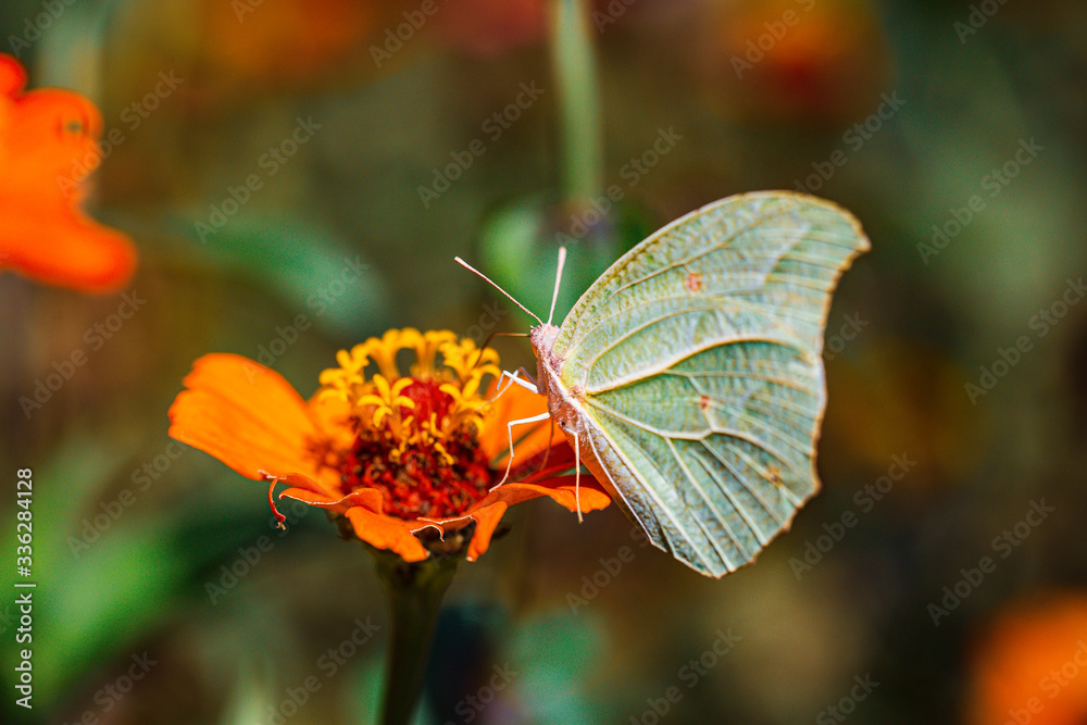 south american butterfly south american butterfly