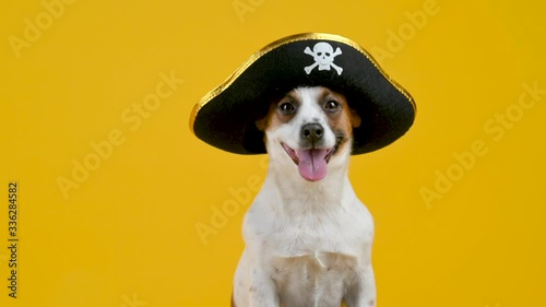 Portrait of a funny Jack Russell Terrier dog in a pirate hat on a yellow background. Pets. Background for your text and design.