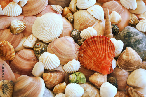 Mixed colorful sea shells texture