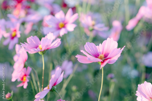Closeup beautiful pink cosmos flower in the field with sunlight at morning  selective focus