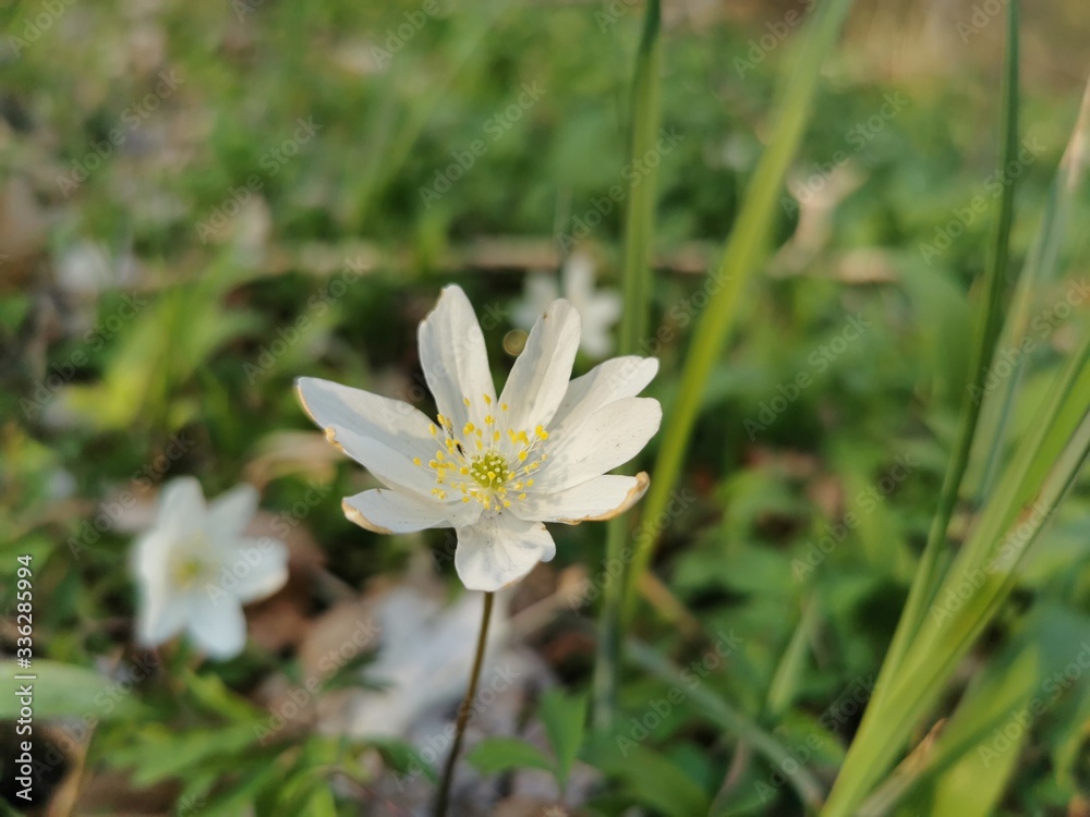 white and yellow flower