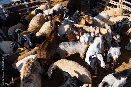 Tableau sur toile Goat bode