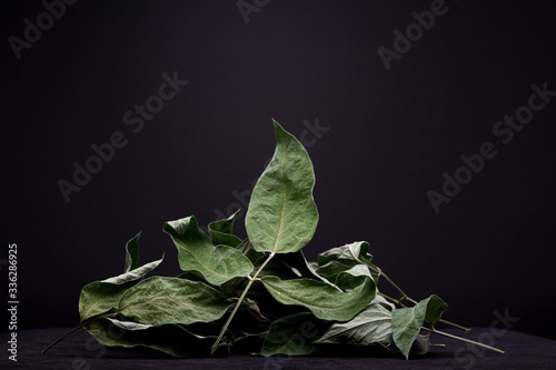 Dramatic studio lit dry leaves of the pigeon pea plant which turn into a healthy herb tea. Low key still life of greenery herb contrasted against a dark grey background. photo