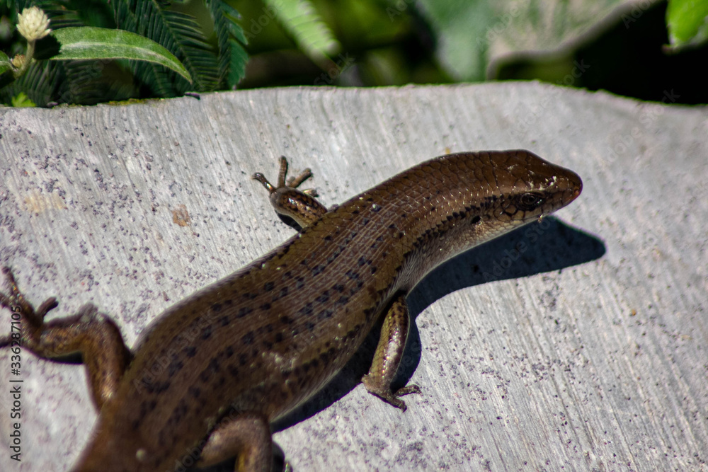 lizard on a rock